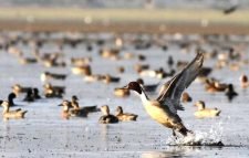 হাকালুকি হাওরে পরিযায়ী পাখি কমেছে ৪৫ শতাংশ!