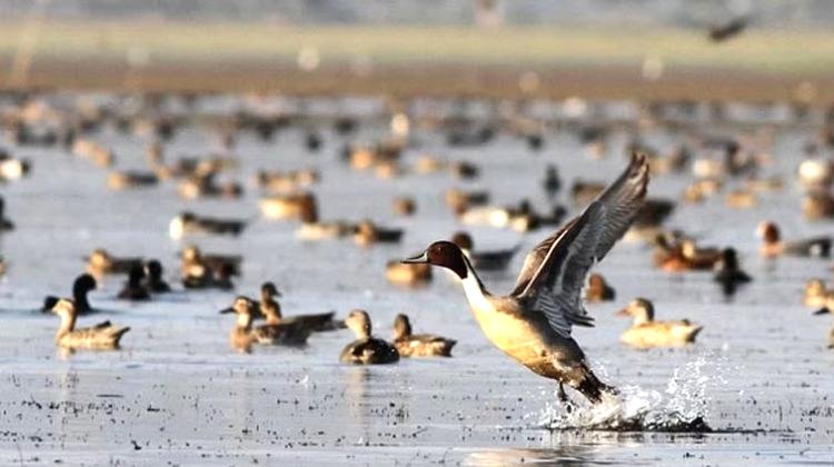 হাকালুকি হাওরে পরিযায়ী পাখি কমেছে ৪৫ শতাংশ!