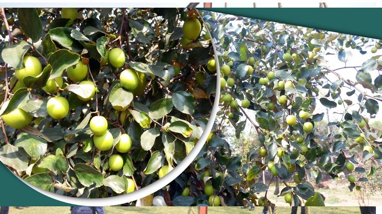 মৌলভীবাজারের  চাষ করে এলাকার মডেল হলেন আজাদুর রহমান