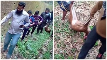  হরিণ হত্যার ৫ দিন পর ব্যবস্থা নিতে বন আদালতের নির্দেশ