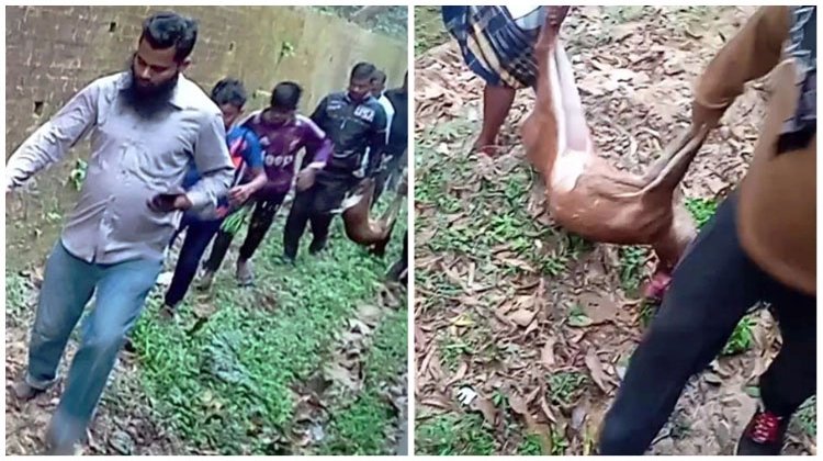  হরিণ হত্যার ৫ দিন পর ব্যবস্থা নিতে বন আদালতের নির্দেশ