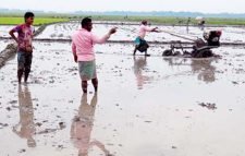মৌলভীবাজারে ২২৭ কোটি টাকার ধান ফলনের সম্ভাবনা