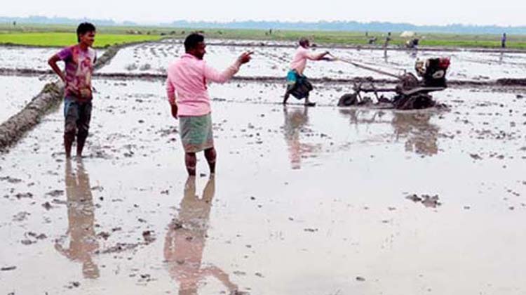 মৌলভীবাজারে ২২৭ কোটি টাকার ধান ফলনের সম্ভাবনা