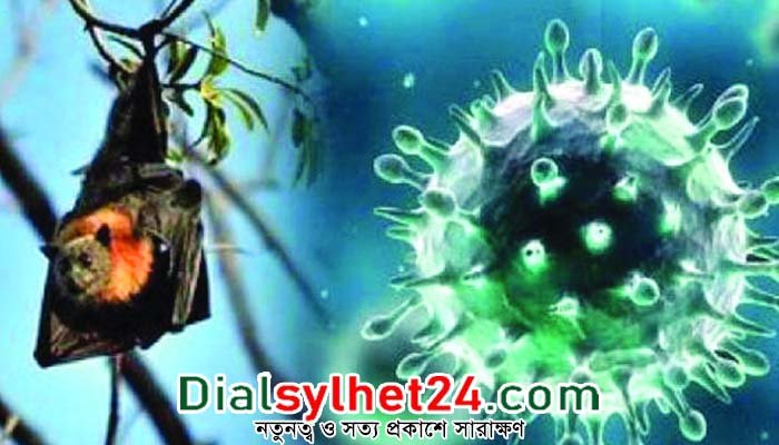 ২২ বছরে নিপাহ ভাইরাস শনাক্ত হয়েছে দেশের ৩২ জেলায়