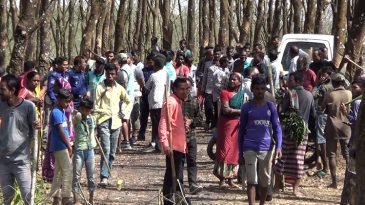 মৌলভীবাজারে বন আইন অমান্য করে সহস্রাধিক গাছ কর্তন ইন্দেশ্বর চা বাগান কর্তৃপক্ষ