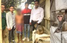 জুড়ীতে বানর উদ্ধার করলেন স্বেচ্ছাসেবী সংগঠনের সদস্যরা
