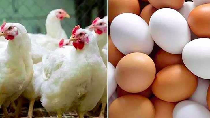 ব্রয়লারের কেজি ২১০ ডিমের হালি ৫০ টাকা