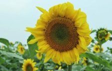 হাকালুকি হাওরের বুক জুড়ে সূর্যমুখীর হাসি