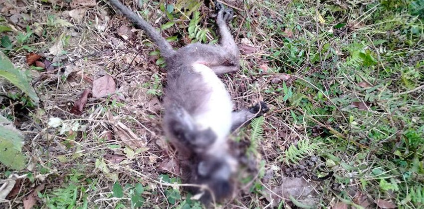 মৌলভীবাজারে বিদ্যুৎস্পর্শে দুটি বন্যপ্রাণীর মৃত্যু