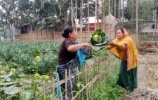 কমলগঞ্জে শীতকালীন সবজী চাষে ব্যস্ত শিক্ষক শান্তু মনি