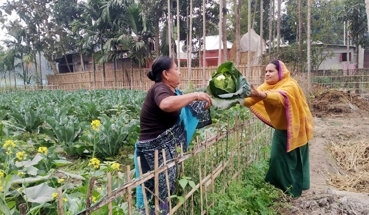 কমলগঞ্জে শীতকালীন সবজী চাষে ব্যস্ত শিক্ষক শান্তু মনি