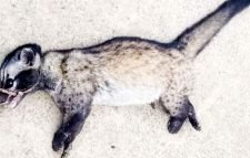 খাবারের সন্ধানে লোকালয়ে আসা গন্ধগোকুলকে পিটিয়ে হত্যা