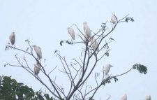 মৌলভীবাজারের শাখা-প্রশাখায় হরেক রকমের হাজারও পাখির বিচরণ