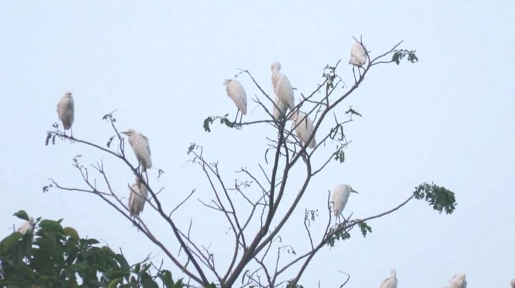 মৌলভীবাজারের শাখা-প্রশাখায় হরেক রকমের হাজারও পাখির বিচরণ