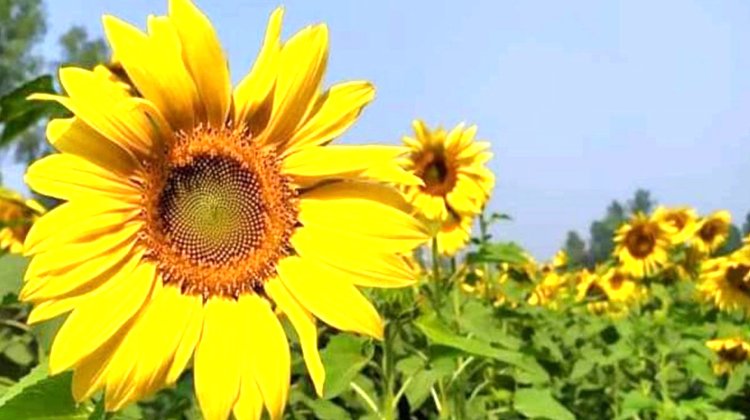 হাকালুকি হাওরের দিগন্ত জুড়ে সেজে উঠেছে সূর্যমুখী ফুল