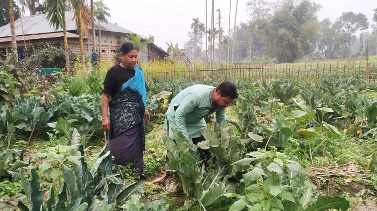 বিষমুক্ত সবজি চাষ করেন শিক্ষক শান্তু মনি সিংহ