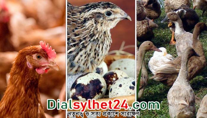 ডিম-মুরগি-হাঁস এড়িয়ে চলার পরামর্শ বিশেষজ্ঞদের
