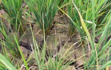 পানির জন্য হাহাকার, ফেটে চৌচির বোরো ক্ষেত