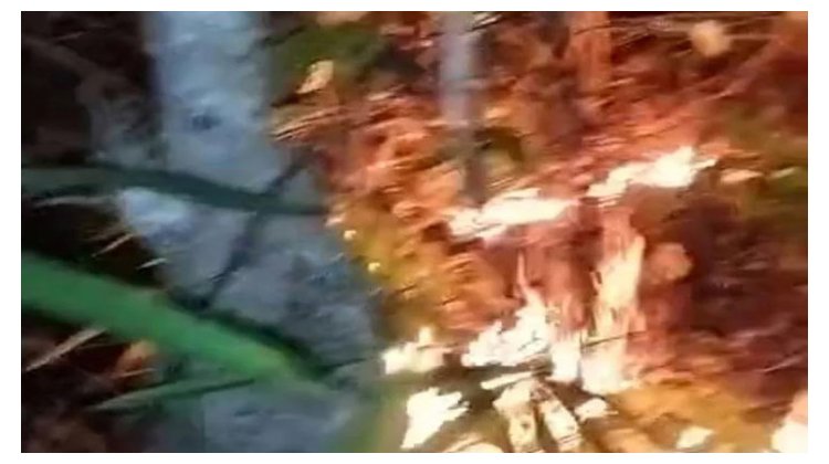 এবার লাউয়াছড়া বনে আগুন