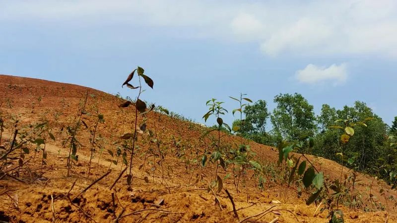 রাজনগরের উত্তরভাগ চা বাগানে হাইকোর্টের “স্টেটাস-কো” উপেক্ষা করে বৃক্ষ রোপণের অভিযোগ