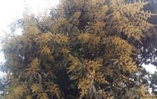 শ্রীমঙ্গলে মৌসুমের শুরুতেই গাছে গাছে ফুটছে আমের মুকুল