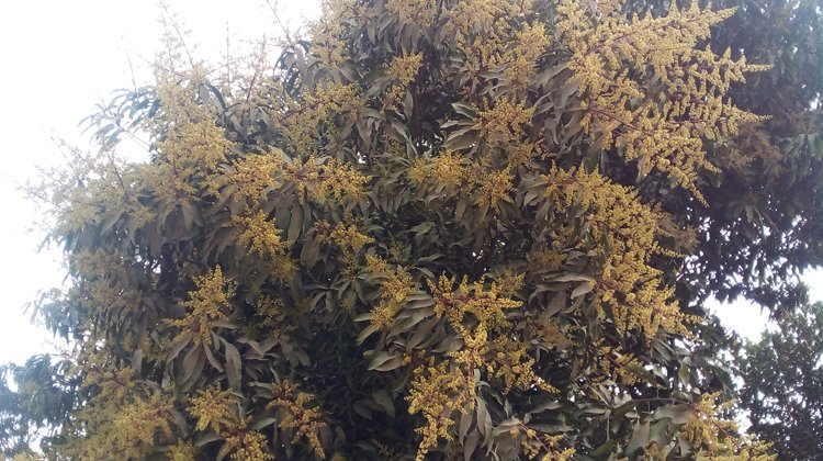 শ্রীমঙ্গলে মৌসুমের শুরুতেই গাছে গাছে ফুটছে আমের মুকুল