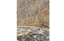 সংরক্ষিত বনে দুর্বৃত্তের আগুন, থানায় জিডি