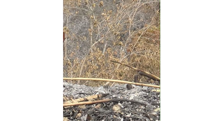 সংরক্ষিত বনে দুর্বৃত্তের আগুন, থানায় জিডি