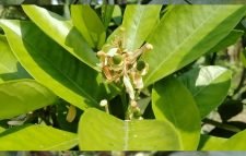 পানির অভাবে ঝরে যাচ্ছে সিলেটি কমলার ফুল