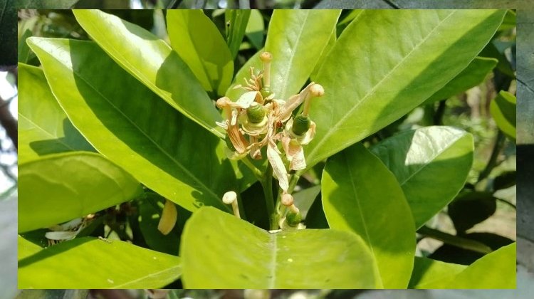 পানির অভাবে ঝরে যাচ্ছে সিলেটি কমলার ফুল