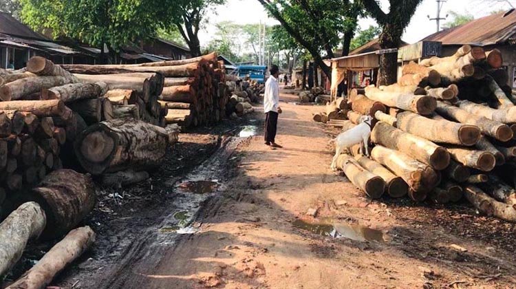 জুড়ীতে সড়ক দখল করে কাঠের ব্যবসা