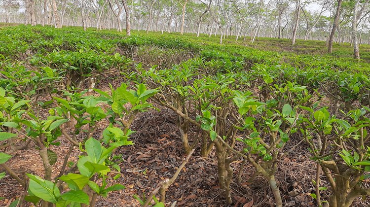 শ্রীমঙ্গল চা বাগানে চায়ের নতুন কুঁড়ি উত্তোলন শুরু