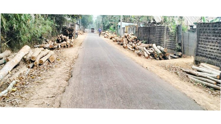 কুলাউড়ায় সরকারি নিয়ম না মেনে ছড়াছড়ি অবৈধ করাত কলের