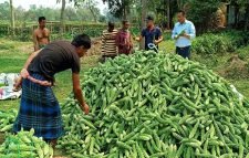 শ্রীমঙ্গলের করলার গ্রামে এবারও করলার বাম্পার ফলন