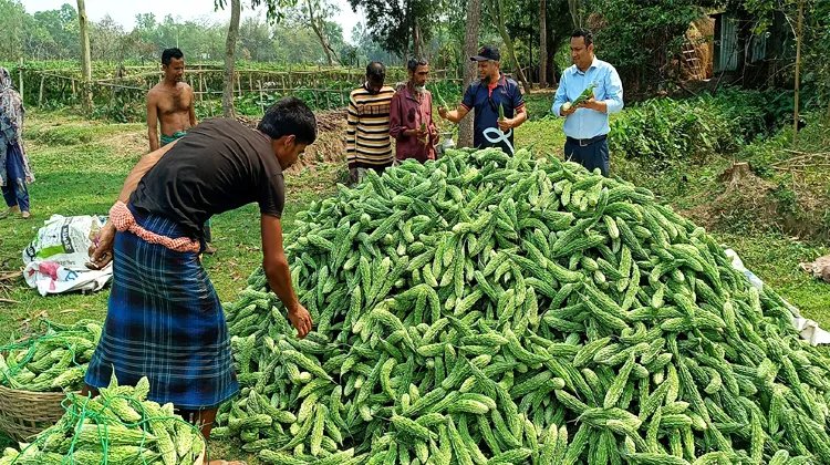 শ্রীমঙ্গলের করলার গ্রামে এবারও করলার বাম্পার ফলন