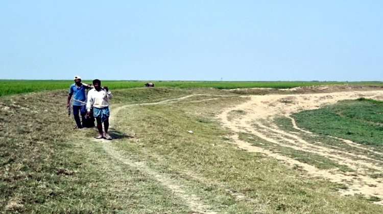 হাকালুকি হাওরে পানির জন্য হাহাকার, বোরো চাষ ব্যাহত