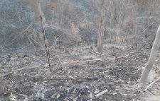 বড়লেখায় সংরক্ষিত বনে আগুন নিয়ে যা বললো তদন্ত কমিটি