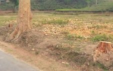 মৌলভীবাজারের বিভিন্ন চা-বাগান থেকে মূল্যবান গাছ চুরি হচ্ছে