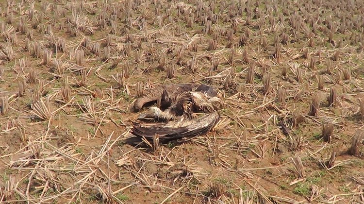 মৌলভীবাজারে বিষ প্রয়োগে ১৩শকুন হত্যা
