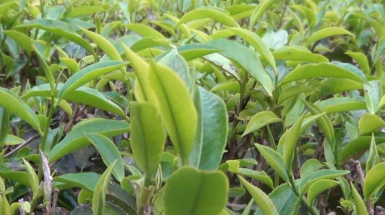 মৌলভীবাজারে চা বাগানে দীর্ঘ খরা, উৎপাদন লক্ষ্যমাত্রা পূরণে সংশয়  