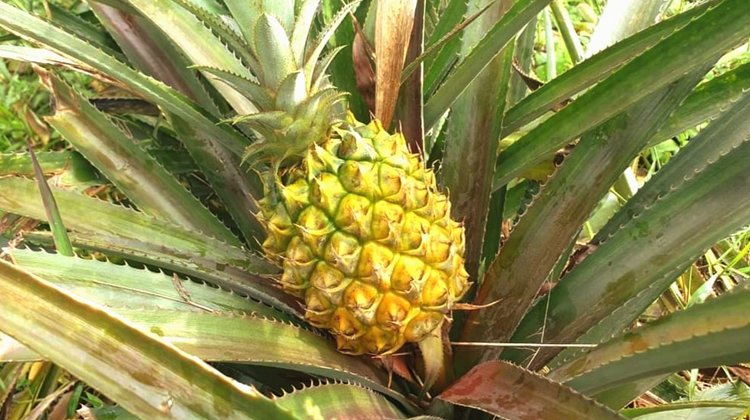 শ্রীমঙ্গলে আনারসের ফলন ভালো হলেও সংরক্ষণে শঙ্কা