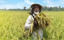 হাওরে বোরো ধান কাটা শুরু ১৫ এপ্রিল