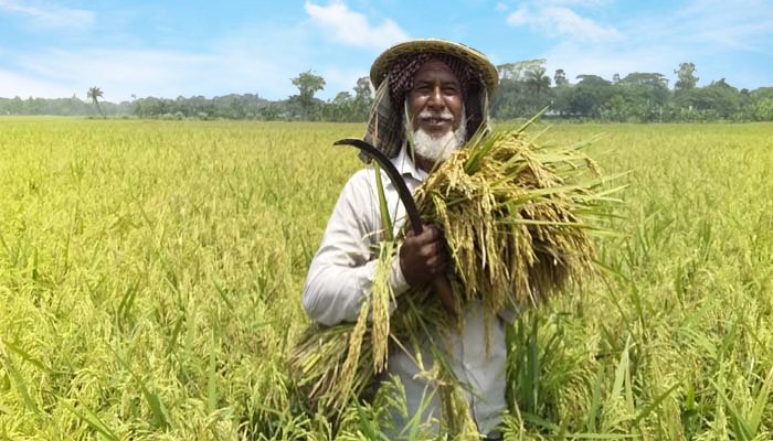 হাওরে বোরো ধান কাটা শুরু ১৫ এপ্রিল