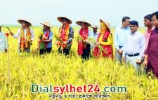 দ্রুত হাওরের ধান কাটার আহ্বান সিলেটের জেলা প্রশাসকের