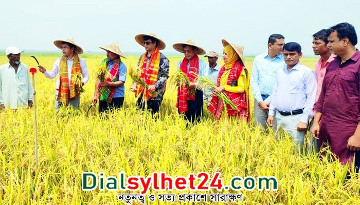 দ্রুত হাওরের ধান কাটার আহ্বান সিলেটের জেলা প্রশাসকের