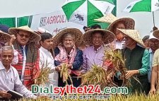 সুনামগঞ্জের হাওরে ধান কাটলেন তিন মন্ত্রী