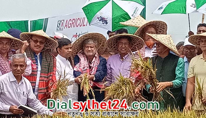 সুনামগঞ্জের হাওরে ধান কাটলেন তিন মন্ত্রী