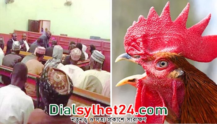 কর্কশ ডাকের জন্য মোরগকে জবাইয়ের নির্দেশ দিল নাইজেরিয়ার আদালত!