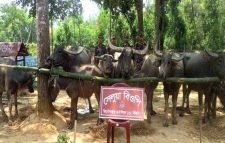 বিজিবির অভিযানে ভারতীয় মহিষ আটক, নিলামে বিক্রি