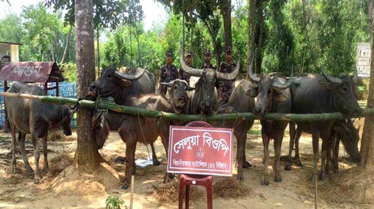 বিজিবির অভিযানে ভারতীয় মহিষ আটক, নিলামে বিক্রি